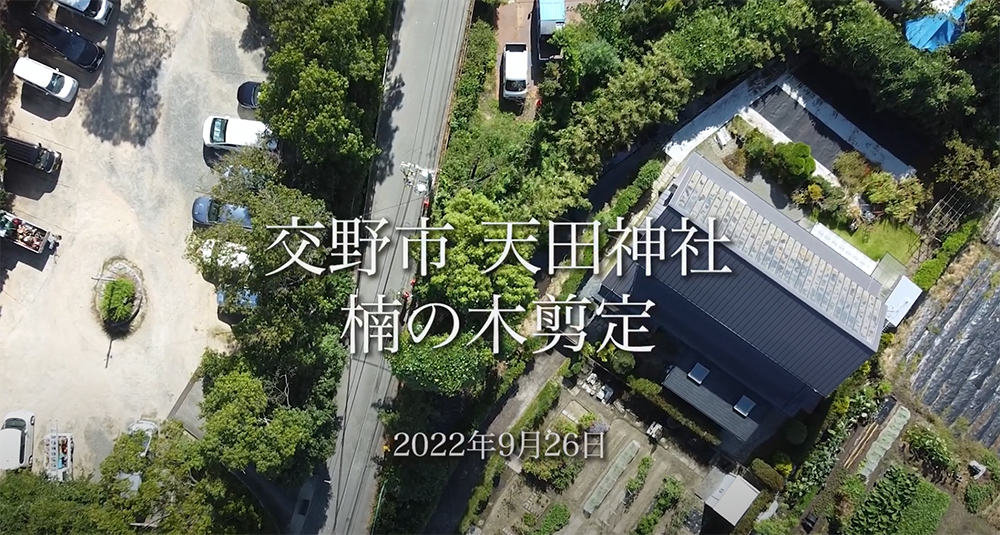 Read more about the article 【動画】TREESURGER　天田神社のクスノキ高所剪定